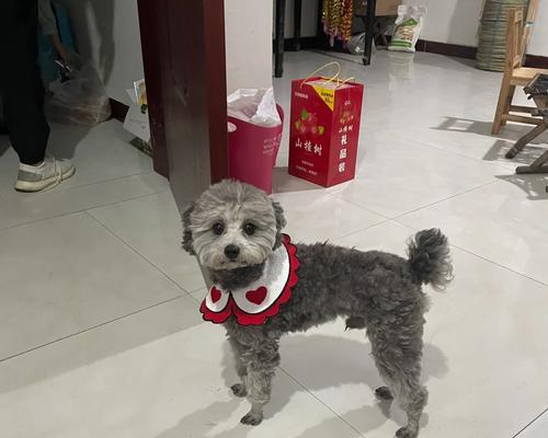 母狗哭泣的意义与预示（探寻母狗哭泣现象的深层含义）