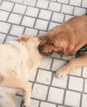 母犬为何会吃掉小狗？（探索母犬吃婴儿的原因与行为）