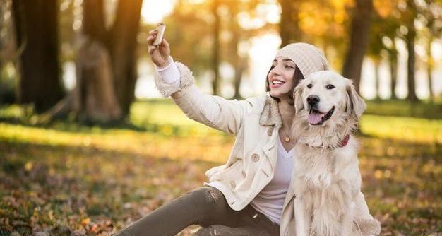 金毛犬的优秀配种选择（探索与金毛犬适合进行配种的狗种）