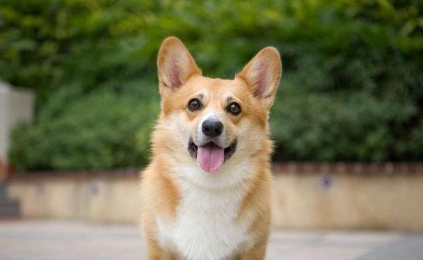 柯基犬（探索柯基犬的独特魅力和适应性）