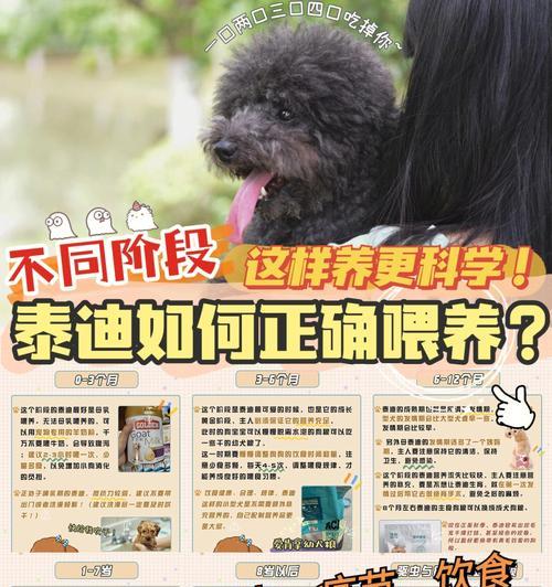 泰迪宝宝的第一针疫苗保护（保障泰迪健康成长的关键）