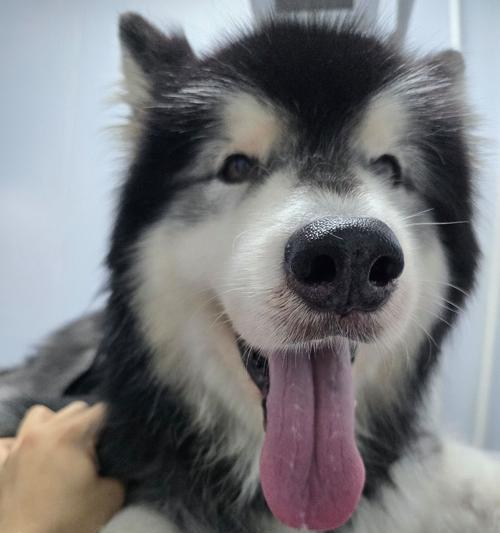 金毛犬一岁时应接种的主要疫苗（保护你的宠物，关注金毛犬的免疫需求）