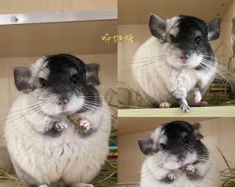 探秘龙猫银斑翻毛的成长之旅（从毛发变异到品种演化，揭开龙猫银斑翻毛的奥秘）