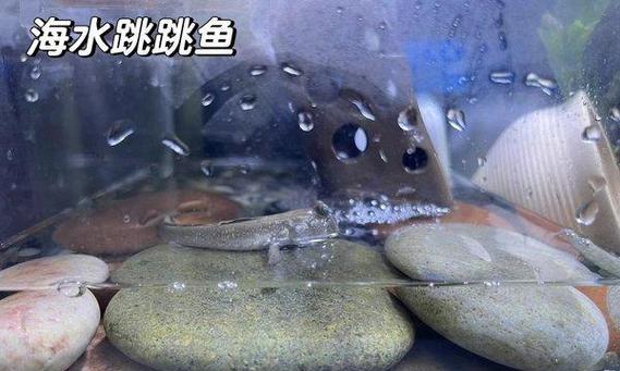 如何正确选择热带鱼的换水类型（为您揭开热带鱼水质换水的秘密）