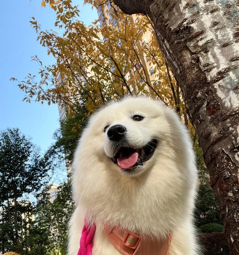 探索以萨摩耶的美丽色彩世界（追寻以萨摩耶最受欢迎的毛色）