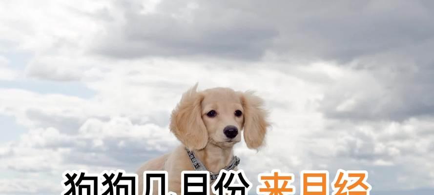 狗狗月经的周期与特点（了解狗狗月经，给它们更好的照顾）