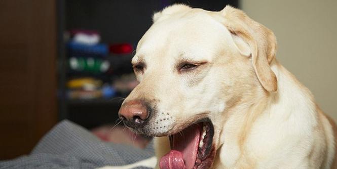 成年狗发烧应该吃什么药？（为你的爱犬提供适当的药物治疗）