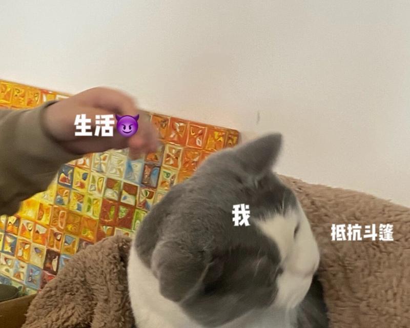 猫咪陪伴厕所之迷（为什么猫咪总喜欢跟着主人去厕所？）