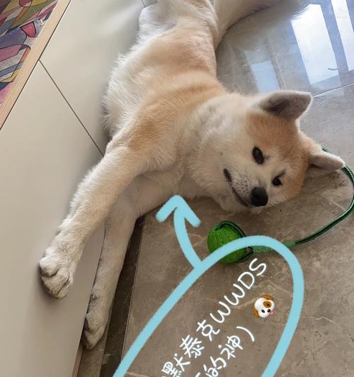 四个月秋田犬饮食要点（为你的秋田犬提供合适的饮食以确保健康成长）