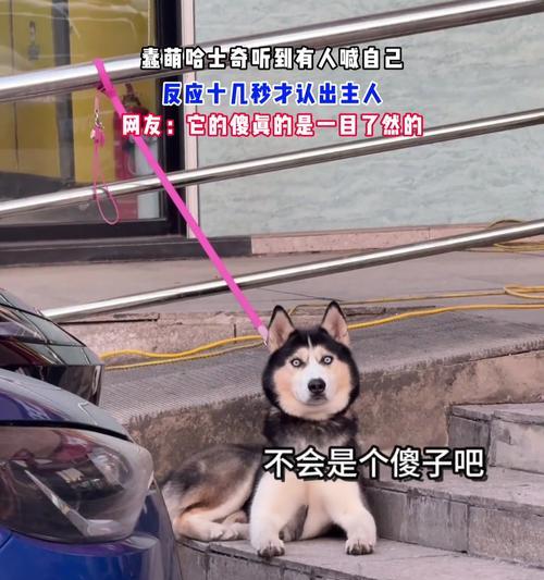 哈士奇之谜（揭秘哈士奇智商的谜团）