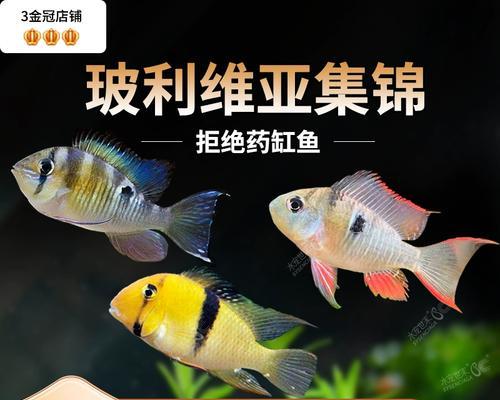 以短鲷鱼喂养为主题的饲料及其营养需求（短鲷鱼饲料选择与营养均衡方案）