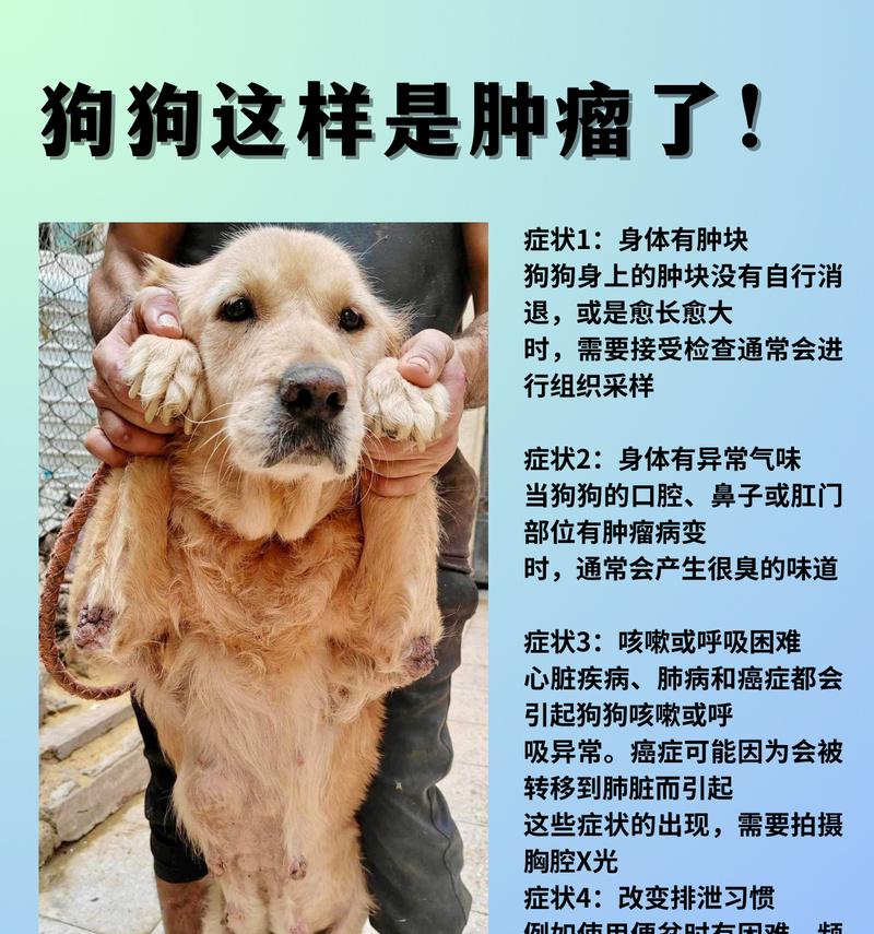 狗狗生病的常见情况（探索狗狗生病的原因和预防措施）
