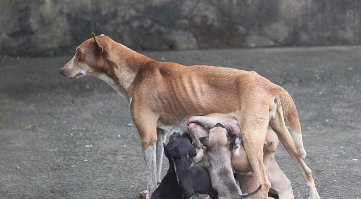 哺乳母狗的营养需求与奶水产量（营养全面是增加哺乳母狗奶水产量的关键）