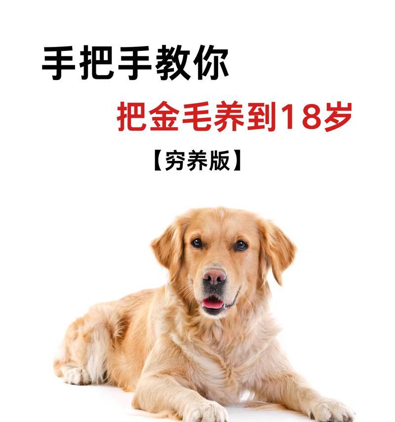 金毛狗狗的饮食需求与建议（以金毛狗狗一般吃什么为主题的饮食指南）