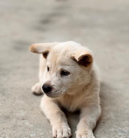 为什么以土狗为宠物不受欢迎？（探究土狗的特点与原因分析）