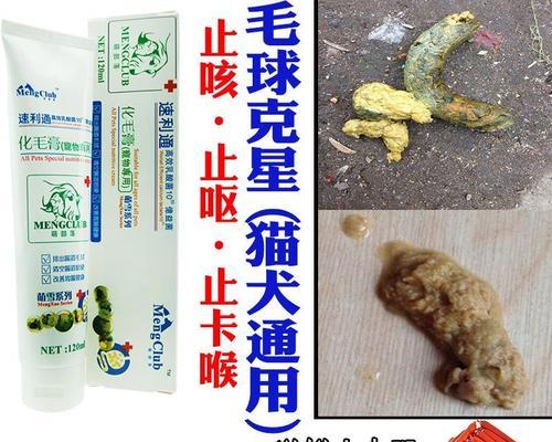 探究泰迪总是干呕的原因（揭示泰迪干呕背后的健康问题）