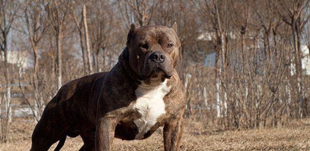 哪种斗犬最厉害？（探讨不同斗犬的实力对比）