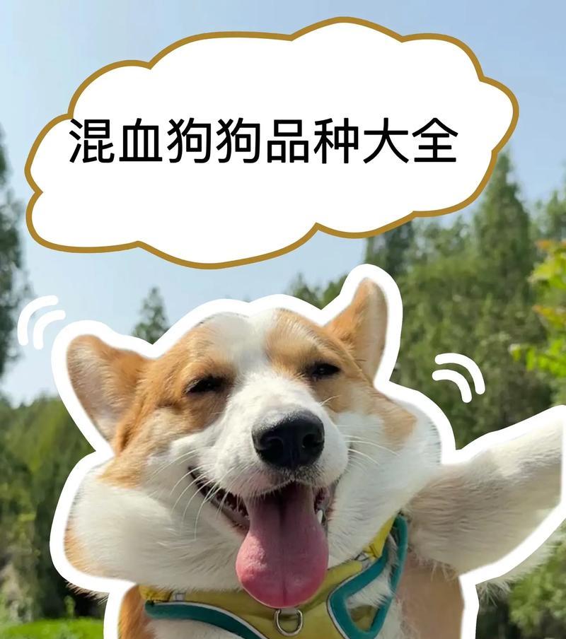 选择适合自己的狗狗品种，快乐养宠（一起来探讨如何选择最适合你的狗狗，满足你的养宠需求）