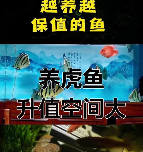 以虎鱼和彩虹鱼混养，打造绚丽水族馆（绚丽多彩的水中生活，将虎鱼与彩虹鱼共同呈现）