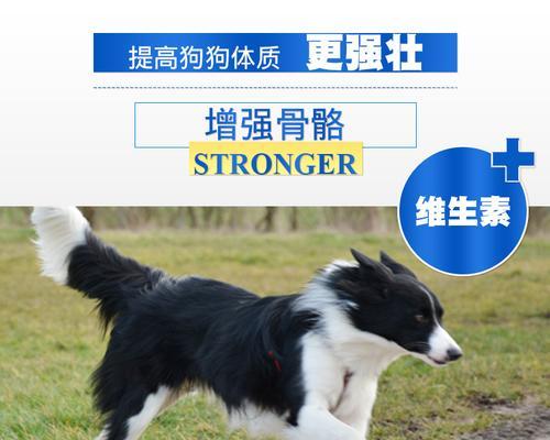 选择边境吃什么牌子的狗粮比较好？（边境犬适合哪些牌子的狗粮？如何选择适合边境犬的狗粮？）