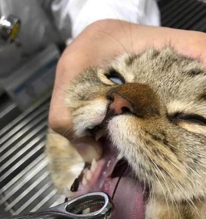 猫的喉咙之谜（探究猫喉咙振动的原因和作用）