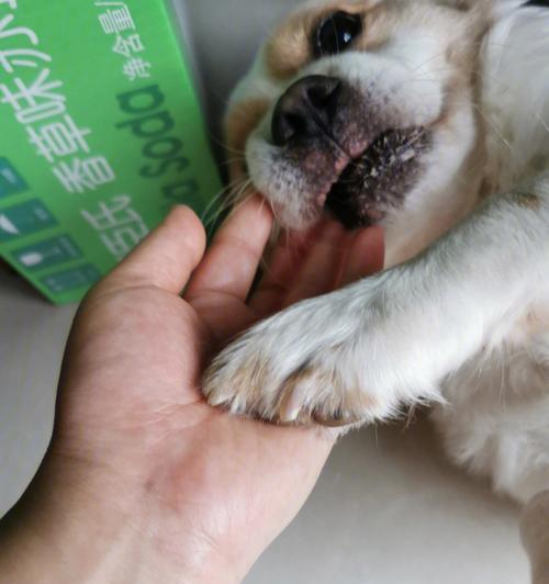 常见导致狗过敏的植物有哪些？（揭秘狗狗过敏原之植物，了解宠物健康）