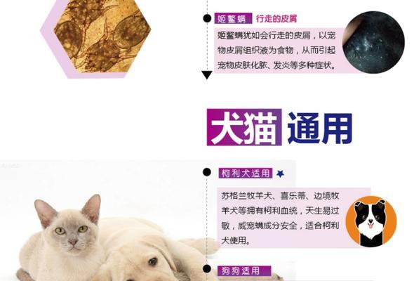 柯利犬螨虫的防治方法（了解柯利犬螨虫的危害与预防措施）