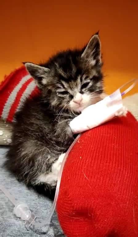 猫脱水的危害与预防措施（让我们关注猫咪的健康——解读猫脱水的危害及预防方法）