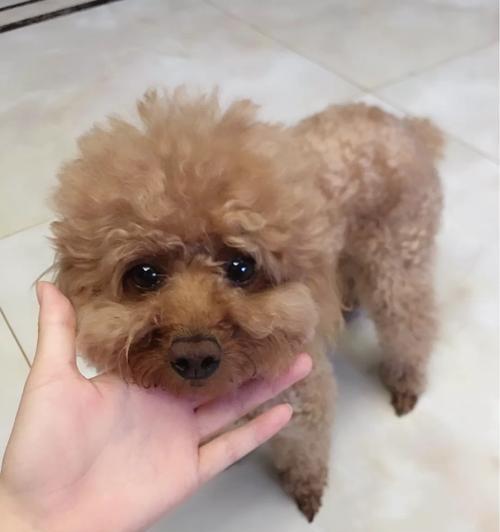 以杜高犬打芯片（宠物芯片的安全性和功能解析）