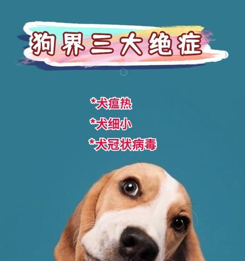 狗瘟治疗的注意事项（确保狗瘟治疗有效的关键）