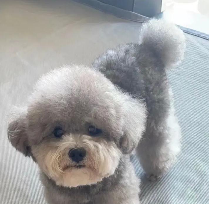 灰泰迪犬的成长故事（揭秘灰泰迪犬小时候的可爱模样）