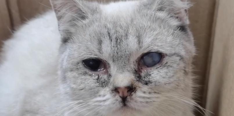 猫眼睛分泌物的种类及原因（探究猫眼睛分泌物的类型和产生原因）