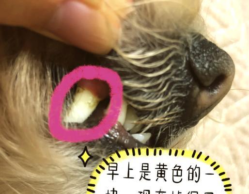 狗的牙齿为什么那么黄？（探索狗牙齿的黄色原因与保健方法）