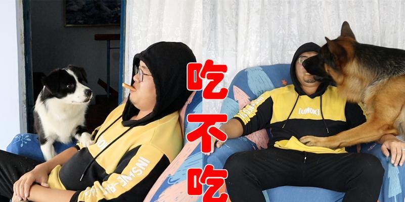 以德牧吃了吐的原因（探究以德牧进食后呕吐的原因及解决方法）