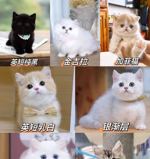 拉布拉多与混养狗的奇妙组合（探索拉布拉多与其他狗种混养的优点与特点）