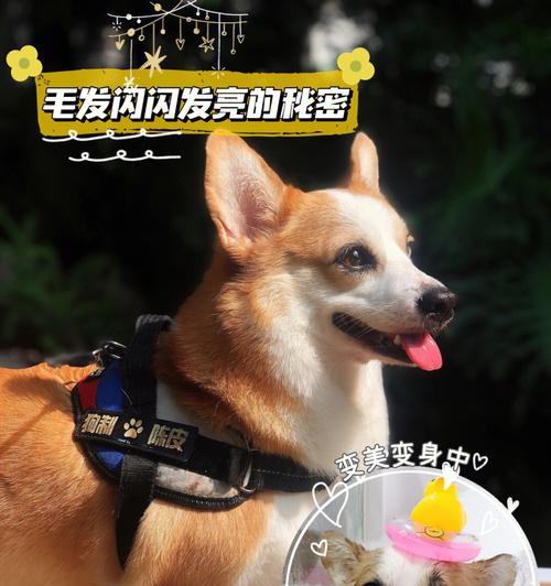 揭秘小狗的秘密（小狗犬种的多样性与饮食偏好等秘密解密）