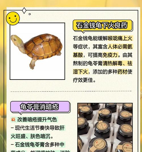杂龟的饮食习惯及食物选择（探讨杂龟的食物偏好与饮食需求）