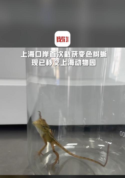 变色树蜥的神奇色彩变换（揭秘变色树蜥的颜色转变机制及意义）