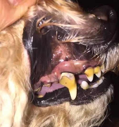 狗的牙齿（了解狗的牙齿结构和功能，保持宠物口腔健康）