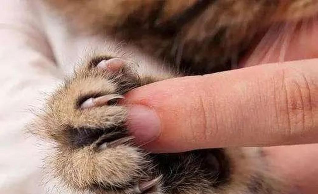 揭秘猫指甲的奥秘（探寻猫指甲的特征与生长规律）