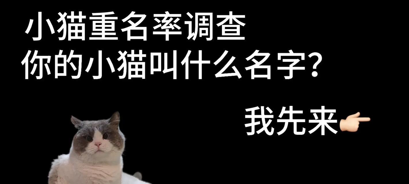 给小猫取名字的艺术（如何选择合适的名字让小猫与你更亲近）