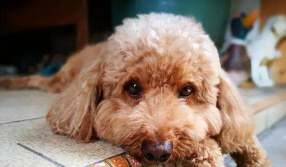 泰迪犬的兴趣爱好（探索泰迪犬最喜欢的活动和游戏）