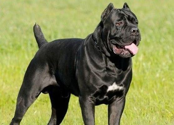 拉布拉多犬的特点与饲养技巧（了解拉布拉多犬，成为它们的最佳主人）