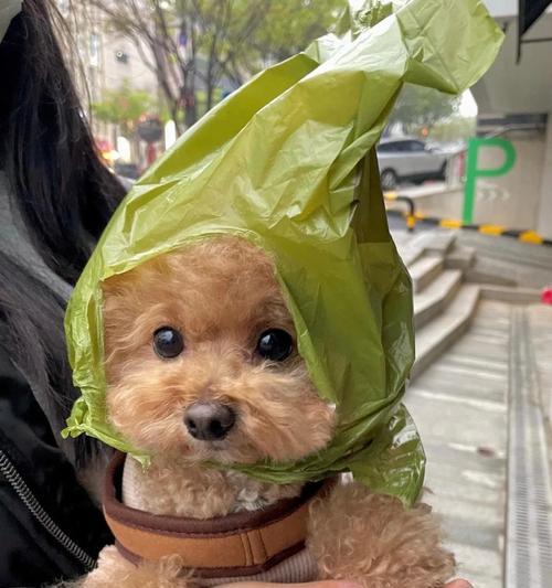 孕妇养泰迪的注意事项（关注孕期需知，宠爱泰迪宝贝）