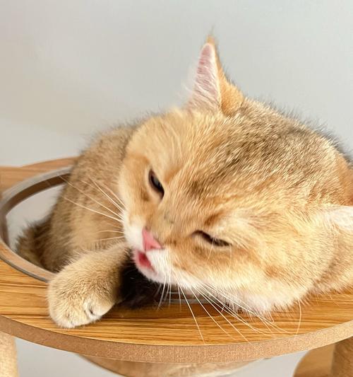 小猫为什么会臭？（探究小猫身体气味的原因和解决方法）