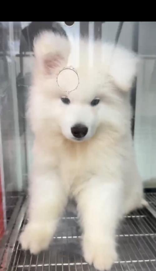 如何给萨摩洗澡？（选择合适的洗澡用品是关键）
