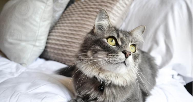 探寻毛绒柔软的猫咪之谜（揭秘柔顺可爱的波斯猫）
