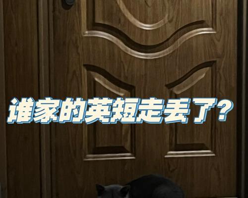 迷失的猫咪（揭秘猫咪走丢的原因与解决之道）
