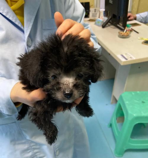 泰迪犬弓形虫检测的时机与方法（科学护理泰迪，了解弓形虫检测的重要性）