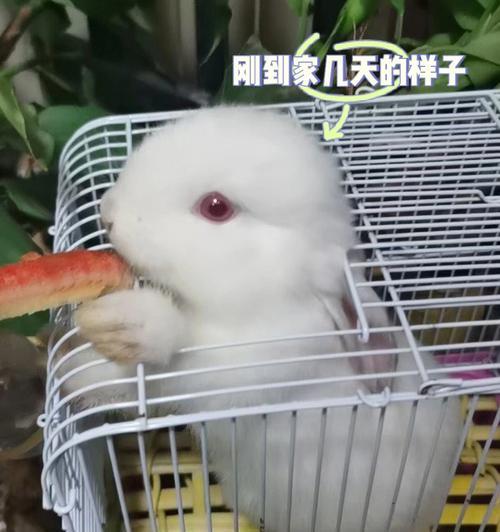 兔子的喜好大揭秘（探寻兔子心中的最爱）